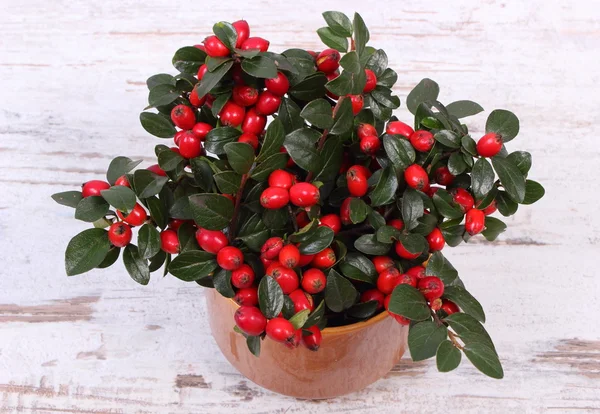 Bunch of red cotoneaster on rustic wooden background — Stock Photo, Image