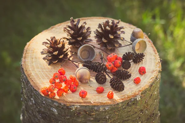 Foto vintage, Frutas de otoño de bosque en tocón de madera en el jardín — Foto de Stock