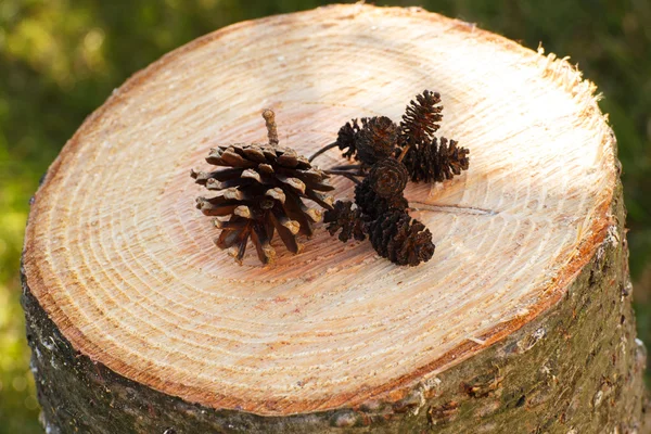 Pine and alder cones on wooden stump in garden on sunny day — Stock fotografie