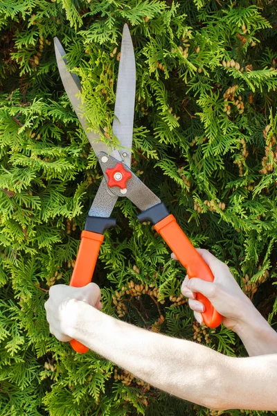 Hands of woman uses gardening tool to trim bushes — Stock Photo, Image