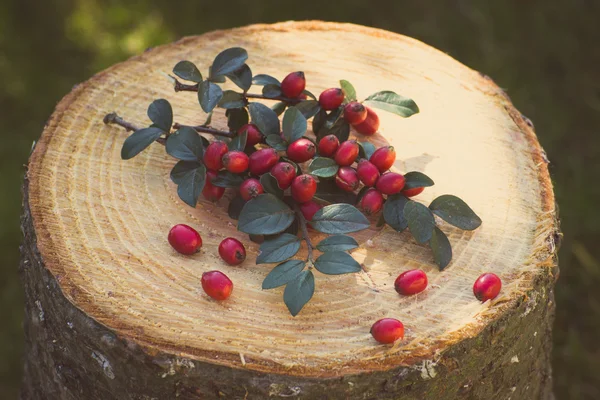 Starožitná fotka, Cotoneaster s listy na dřevěném pahýlu v zahradě — Stock fotografie