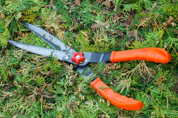 Gardening tool to trim bushes, seasonal trimmed bushes — Stock Photo, Image
