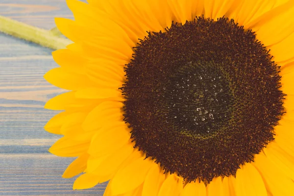 Girassol Amarelo Bonito Vibrante Fundo Azul Decoração Conceito Horário Verão — Fotografia de Stock