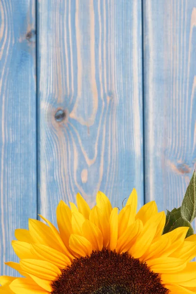 Bellissimo Vibrante Girasole Giallo Vecchio Sfondo Rustico Tavole Blu Decorazione — Foto Stock