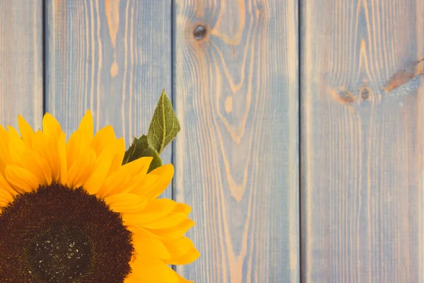 Girassol Amarelo Bonito Vibrante Fundo Velho Tábuas Rústicas Roxas Decoração — Fotografia de Stock