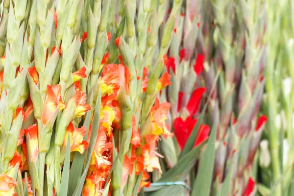 Virágzó Színes Virágok Zöld Levelekkel Parkban Szezonális Virágok — Stock Fotó