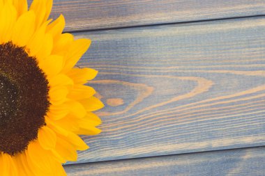 Kırsal mavi arka planda güzel ve canlı sarı ayçiçeği. Dekorasyon ve yaz zamanı konsepti. Metin veya yazı için yer