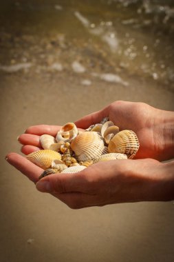 Deniz kabukları ve deniz tarakları deniz kıyısında bir kadının elinde, yaz zamanı.