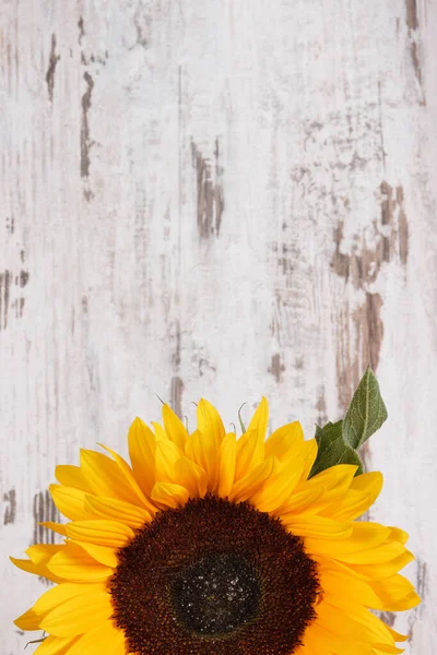 Schöne Und Lebendige Gelbe Sonnenblume Auf Altem Rustikalem Hintergrund Dekoration — Stockfoto