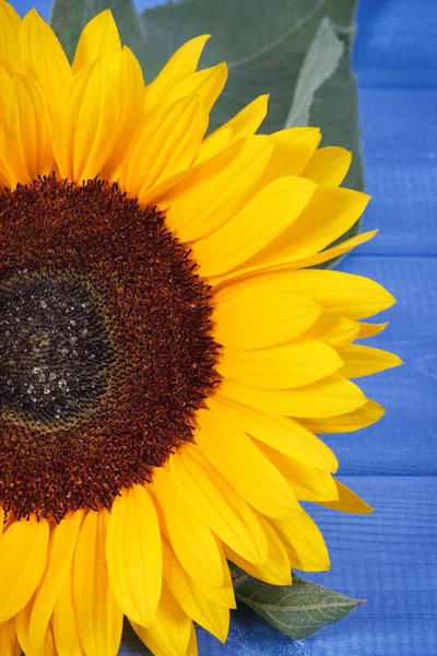 Girasole Giallo Bello Vibrante Con Foglie Verdi Sfondo Blu Decorazione — Foto Stock