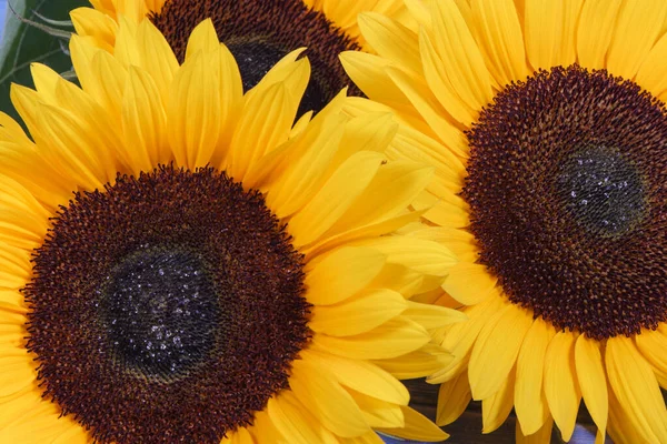 Girasoli Gialli Belli Vivaci Decorazione Concetto Ora Legale — Foto Stock