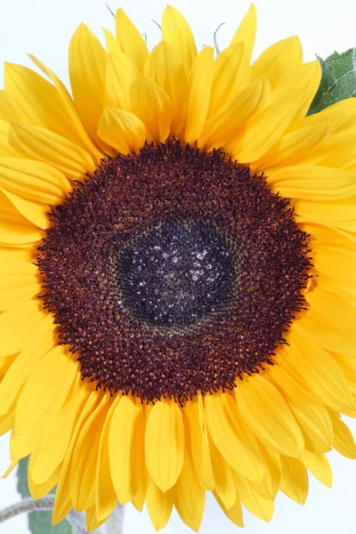 Beautiful Vibrant Yellow Sunflower White Background Decoration Summer Time Concept Royalty Free Stock Photos