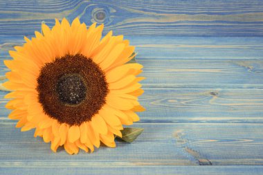 Mavi arka planda güzel ve canlı sarı ayçiçeği. Dekorasyon ve yaz zamanı konsepti. Metin veya yazı için yer