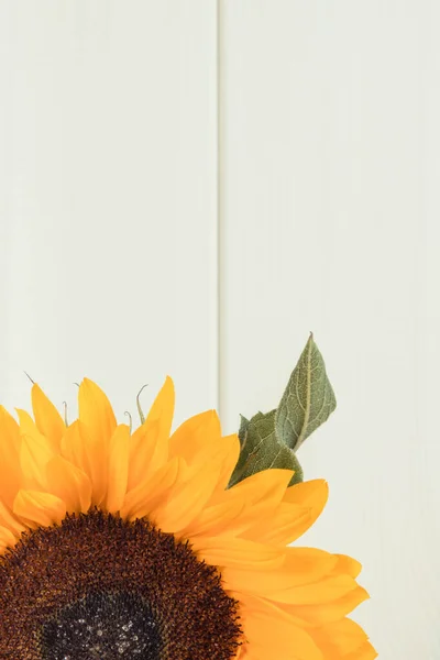 Girassol Amarelo Bonito Fundo Placas Brancas Decoração Conceito Horário Verão — Fotografia de Stock