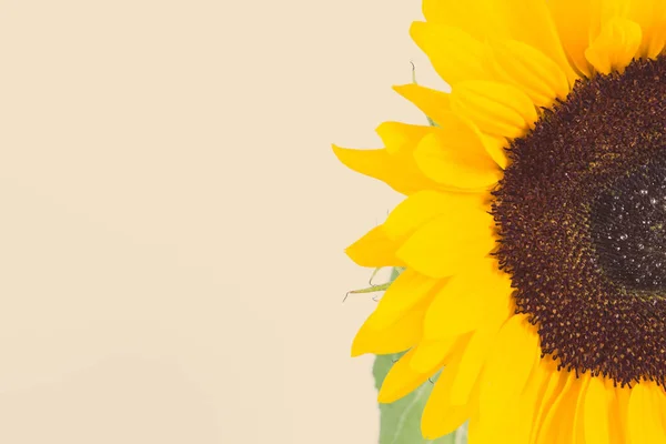 Beautiful and vibrant yellow sunflower on white background. Decoration and summer time concept. Place for text or inscription