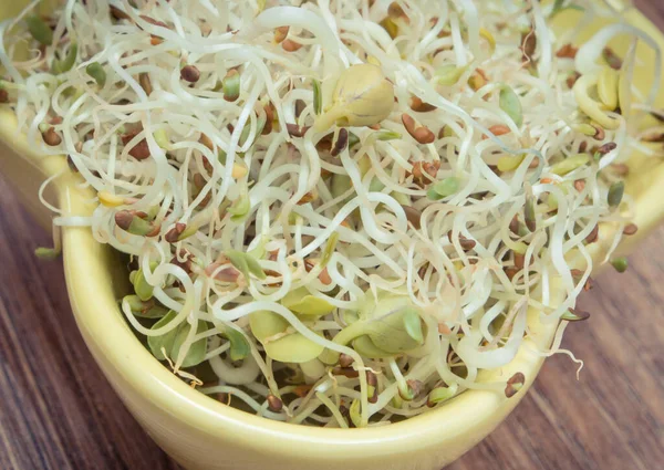 Brotes Alfalfa Rábano Como Saludable Adición Natural Nutritiva Los Sándwiches — Foto de Stock