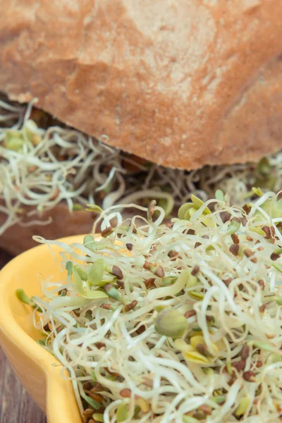 Brotes Alfalfa Rábano Con Rebanada Pan Rollo Sana Adición Los —  Fotos de Stock