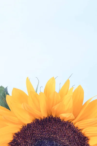 Piękny Żywy Żółty Słonecznik Białym Tle Dekoracja Koncepcja Czasu Letniego — Zdjęcie stockowe
