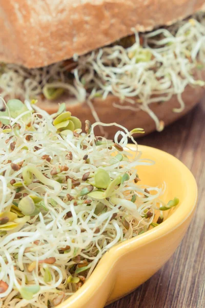 Alfalfa Kepekli Turp Filizleri Sandviçlere Sağlıklı Bir Ilave Doğal Vitaminler — Stok fotoğraf
