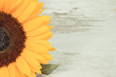 Güzel ve canlı sarı ayçiçeği eski köy tahtasında. Dekorasyon ve yaz zamanı konsepti. Metin veya yazı için boşluk kopyala