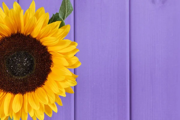 Girassol Amarelo Bonito Vibrante Fundo Roxo Decoração Conceito Horário Verão — Fotografia de Stock