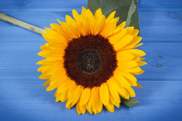 Girasole Giallo Bello Vibrante Sfondo Blu Decorazione Concetto Ora Legale — Foto Stock