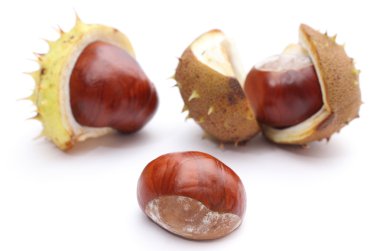 kabuk üzerinde beyaz bir arka plan ile kestane