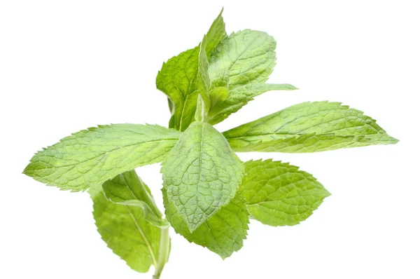 Branch of fresh green mint — Stock Photo, Image