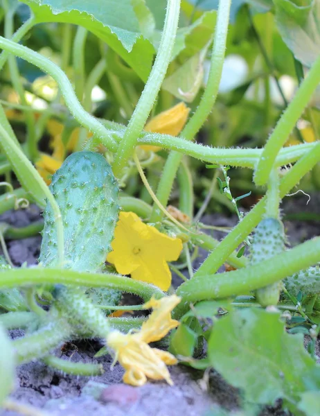 Concombres et fleurs suspendus sur une branche verte — Photo