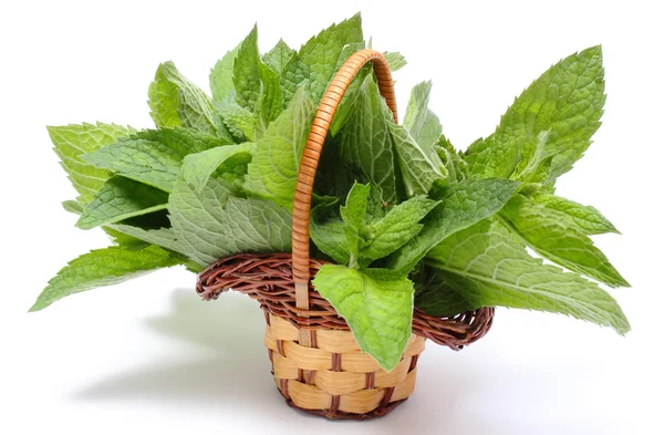 Bunch of fresh green mint in wicker basket on white background — Stock Photo, Image