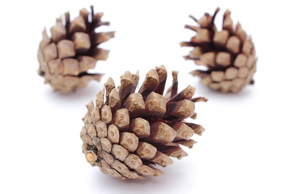 Pine cones on white background — Stock Photo, Image