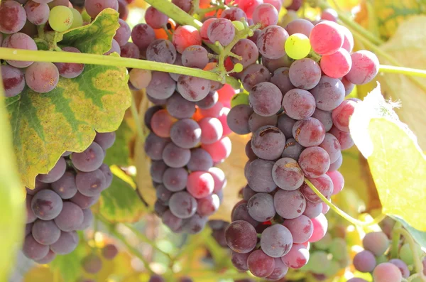 Ramo de uvas maduras púrpuras —  Fotos de Stock