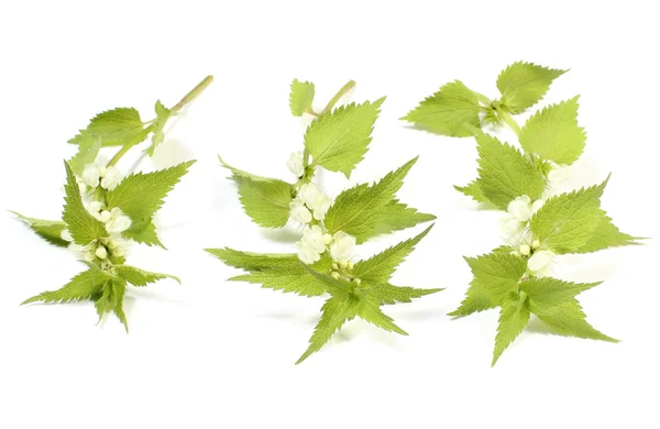 Fresh nettles with white flowers — Stock Photo, Image