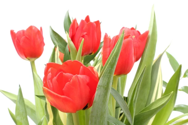 Red tulips on white background — Stock Photo, Image