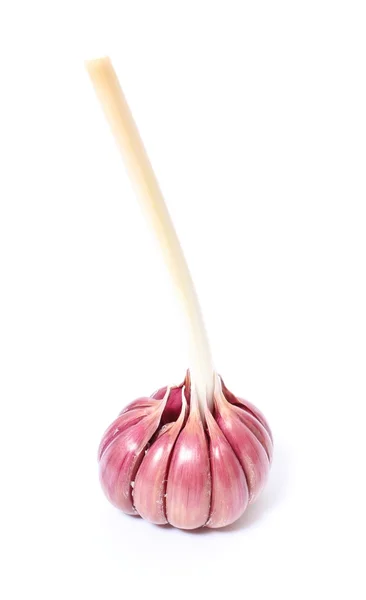 Fresh garlic on white background — Stock Photo, Image