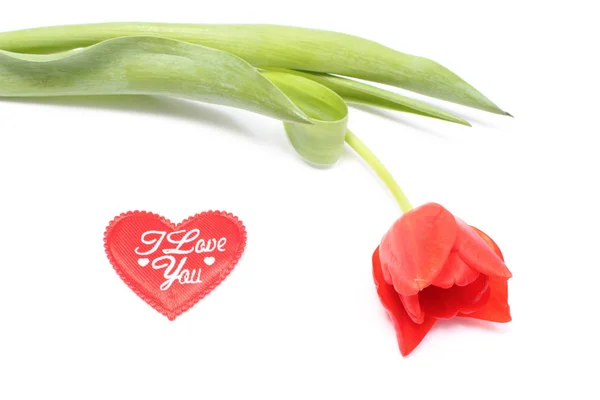 Closeup of tulip with red heart on white background — Stock Photo, Image