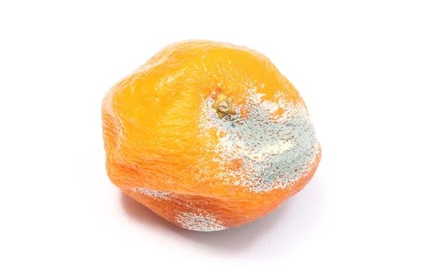 Mandarina mohosa sobre fondo blanco — Foto de Stock