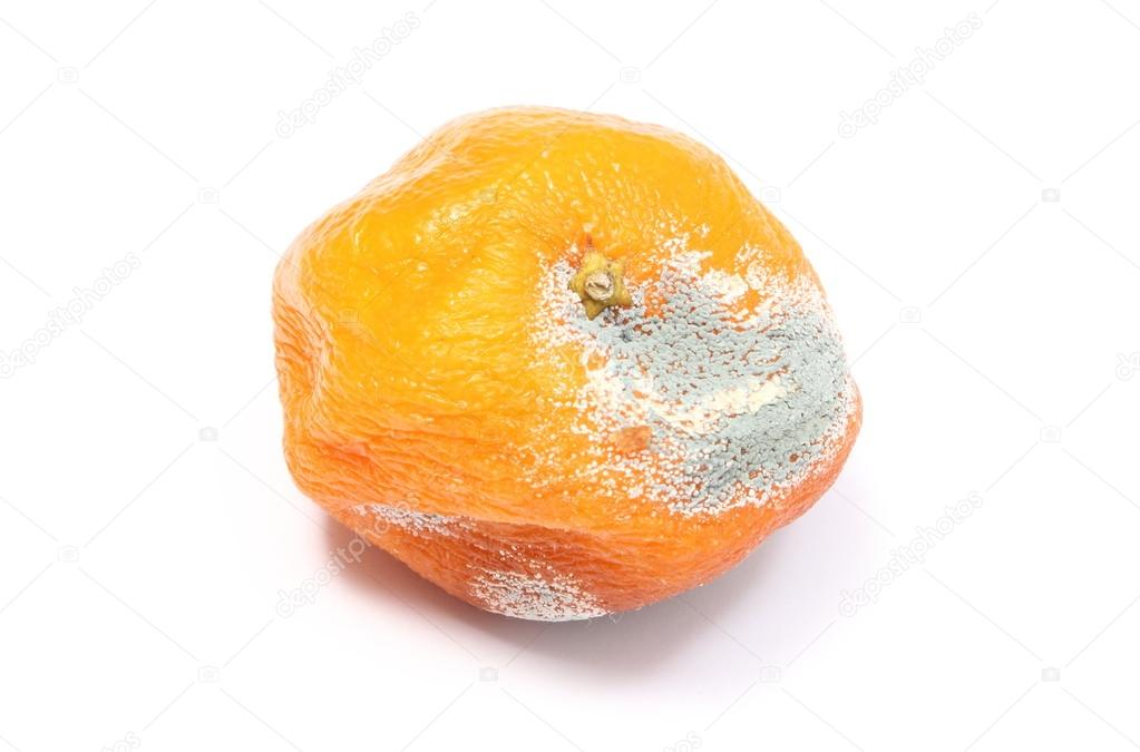 Moldy mandarine on white background