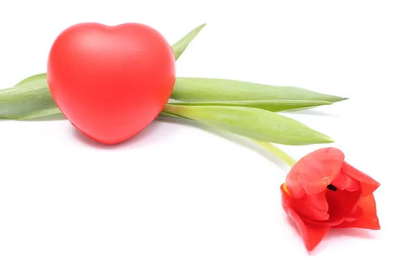 Closeup of tulip with red heart on white background — Stock Photo, Image