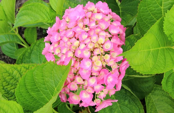 Pink flowers on green leaves background — Stock Photo, Image