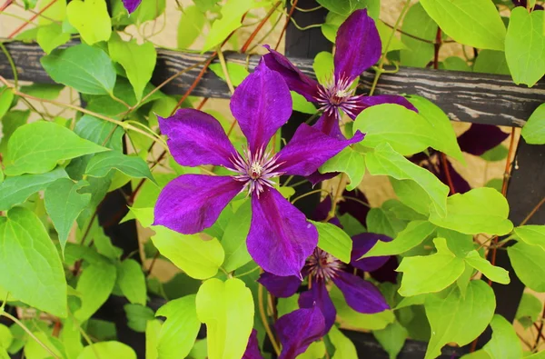 Flower od clematis on leaves background — Stock Photo, Image