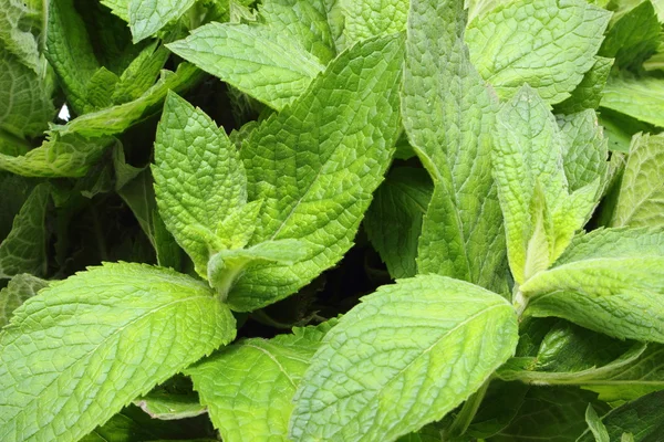 Bunch of fresh green mint — Stock Photo, Image