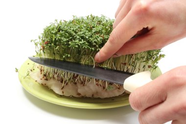Taze yeşil cress el bıçakla keser