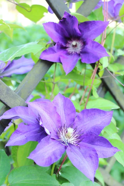 Closeup of clematis on green leaves background — Stock Photo, Image
