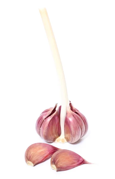 Fresh garlic on white background — Stock Photo, Image