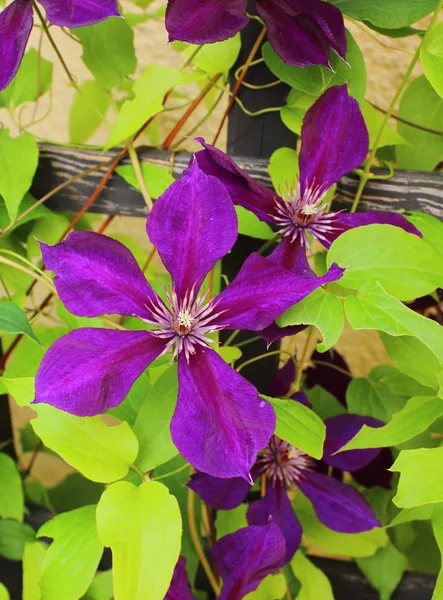 Flower od clematis on leaves background — Stock Photo, Image