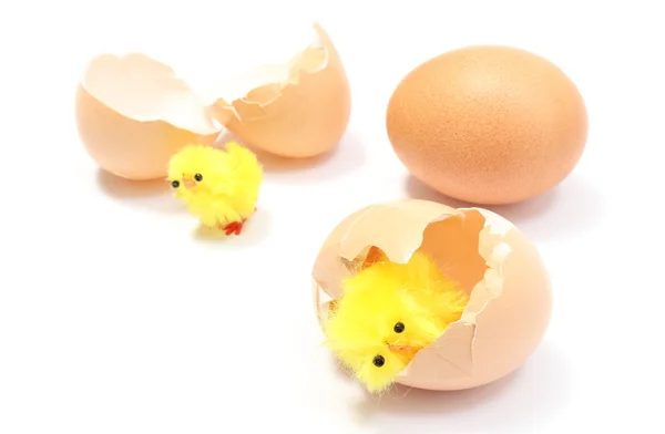 Pollos de Pascua con cáscara de huevo rota y huevo fresco — Foto de Stock