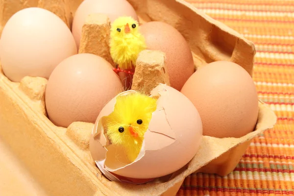 Easter chicken in broken eggshell with fresh eggs — Stock Photo, Image