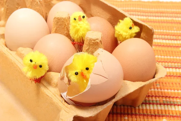 Pollo de Pascua en cáscara de huevo rota con huevos frescos — Foto de Stock