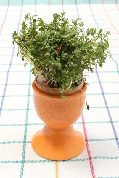 Berro verde fresco en taza naranja — Foto de Stock